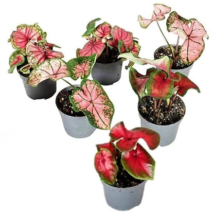 Angel Wings Plant