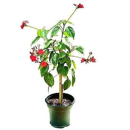 Jatropha Integerrima, Peregrine, Spicy Jatropha
