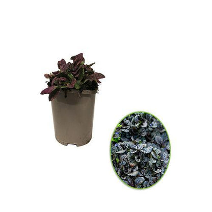 Ajuga Reptans, Bugleherb (small)