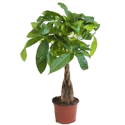 Money Tree (Twisted Trunk) - Pachira Aquatica