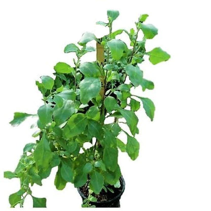 Atriplex Semibaccata, Berry SaltBush