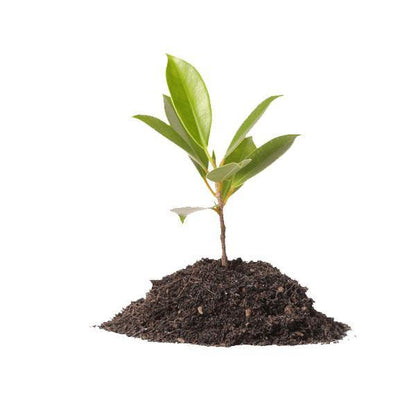 Vermicompost for Organic Farming