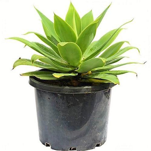 Agave Attenuata, Spineless Century Plant