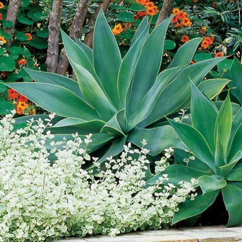 Agave Attenuata, Spineless Century Plant