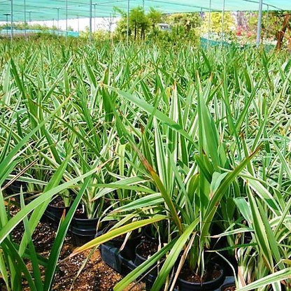 Dianella Tasmanica, Variegata, Tasman Flax-lily