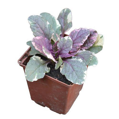 Ajuga Reptans, Bugleherb (small)