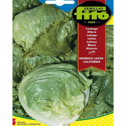 Lettuce Grandes Lagos California Seeds