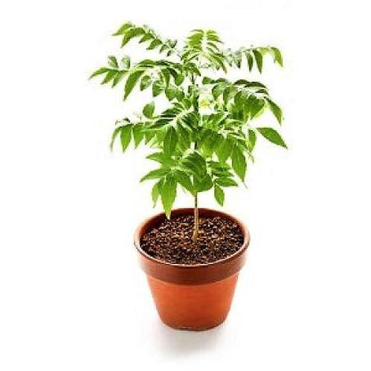 Cassia Surattensis, Scrambled Egg Plant