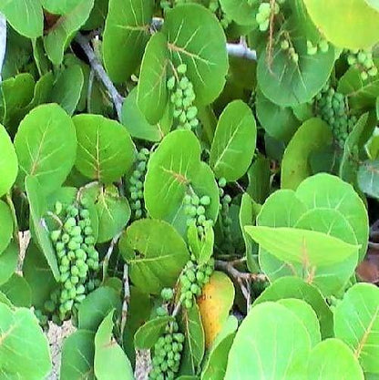 Coccoloba uvifera, Sea Grape