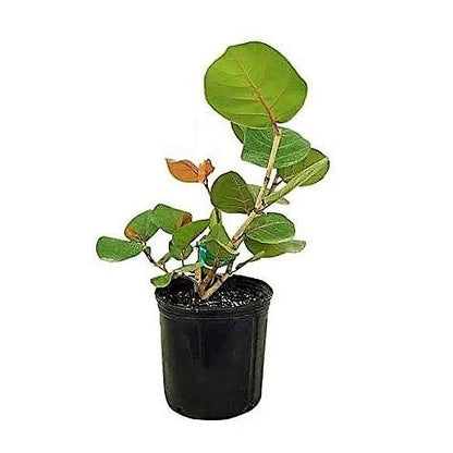 Coccoloba uvifera, Sea Grape