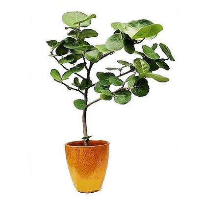 Coccoloba uvifera, Sea Grape