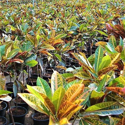 Codiaeum Variegatum Croton, Garden croton