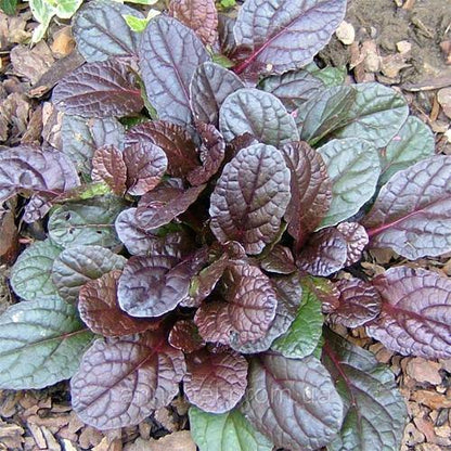 Ajuga Reptans, Bugleherb (small)
