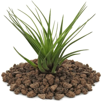 Air Plant, Tillandsia