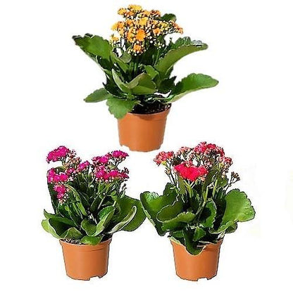 Kalanchoe blossifeldiana, Flaming Katy, Christmas , outdoor