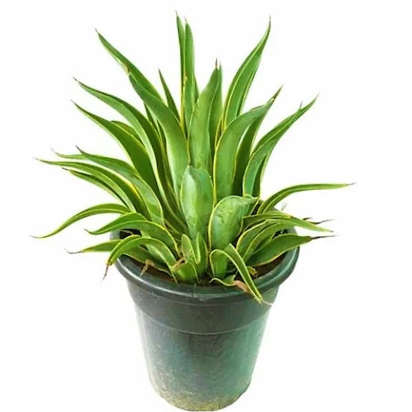 Agave Attenuata, Spineless Century Plant