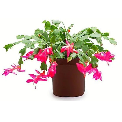 Christmas Cactus Plant