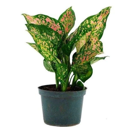 Aglaonema Sp , Wishes Plant