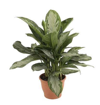 Aglaonema Pattaya Beauty Plant