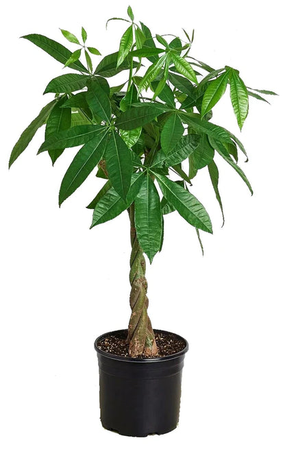 Money Tree (Twisted Trunk) - Pachira Aquatica