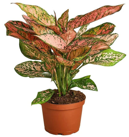 Aglonema sp, Lady Valentine Plant