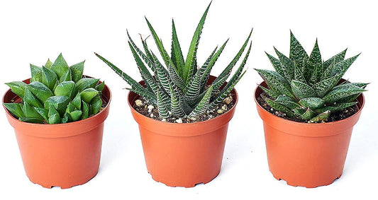 Mini succulents Haworthia