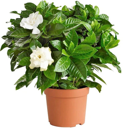 Cape Jasmine Indoor Plant - Gardenia Jasminoides