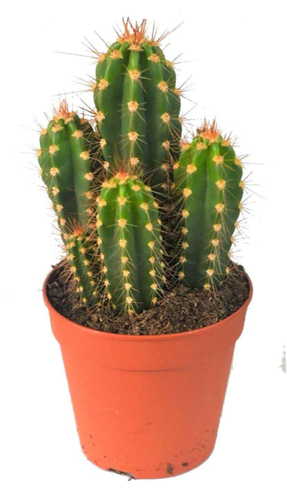 Echino Cactus