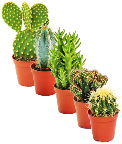 Ornamental Cactus Plant