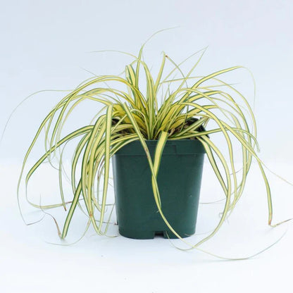 Carex Hachjioensis, EverGold