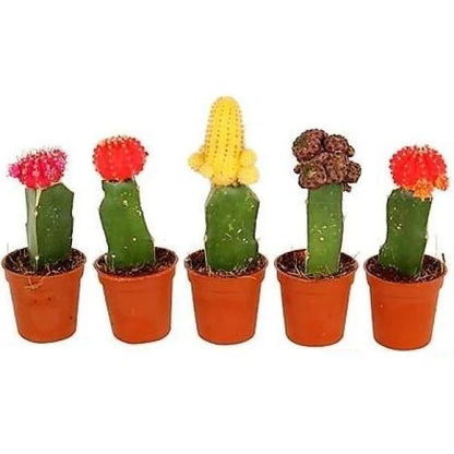 Gymnocalycium small 10-15cm