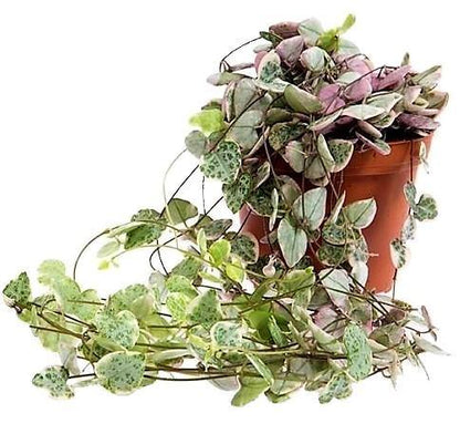String of Hearts Plant, Ceropegia Woodii