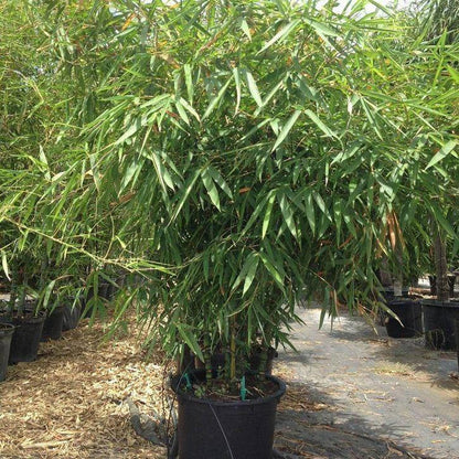 Bambusa vulgaris, Common Bamboo