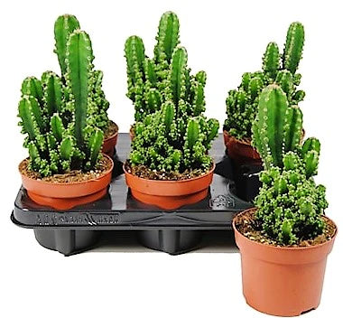 Peruvian Cactus, Cereus Peruvianus