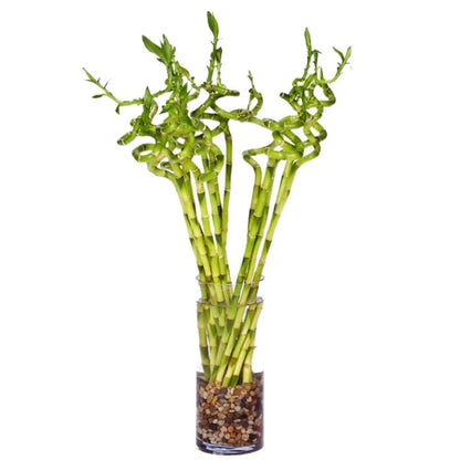 Lucky Bamboo Plant - Dracaena Sanderiana
