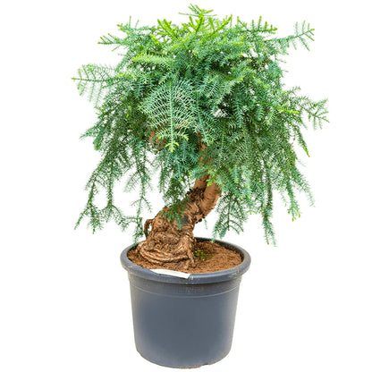 Araucaria Bonsai Decor Plant