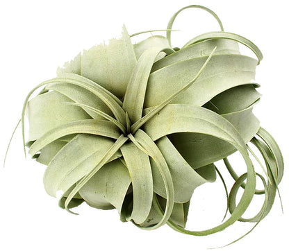 Tillandsia Xerographica Plant