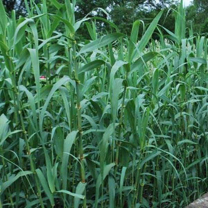 Arundo Donax, Giant Reed