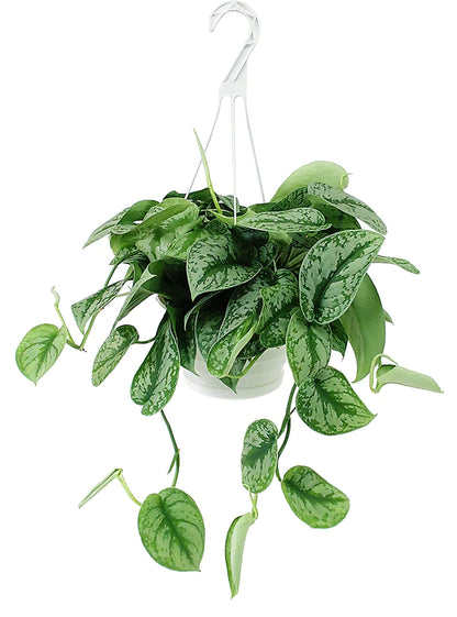 Satin Pothos Hanging Plant