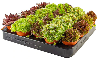 Hens & Chicks, Sempervivum, Houseleeks Mixed