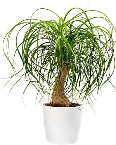 Elephant’s Foot, Beaucarnea Recurvata, Ponytail Palm