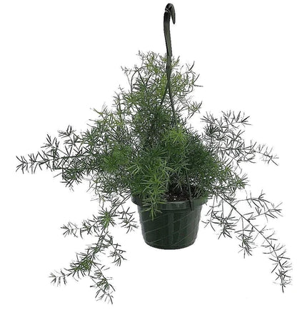 Asparagus Hanging Indoor Plant