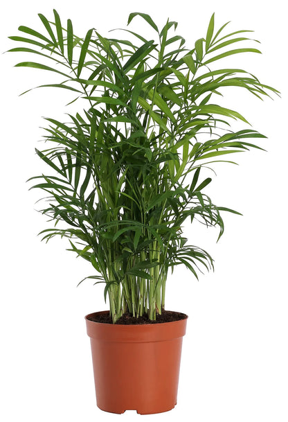 Parlour Palm - Bamboo Palm - Chamaedorea elegans