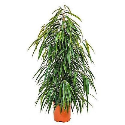Ficus Amstel Queen