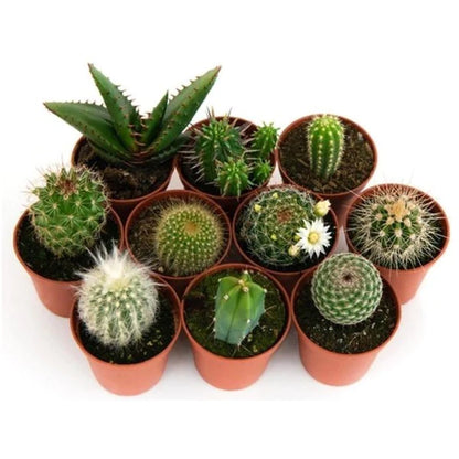 Cactus Plant Mix 6 - 10 cm