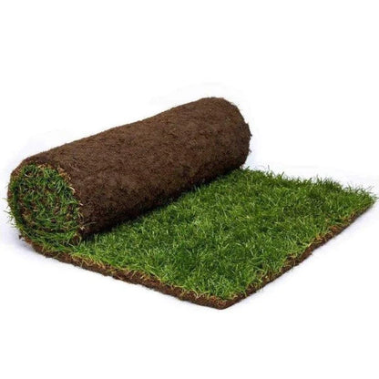 Natural Carpet Grass, American Bermuda)