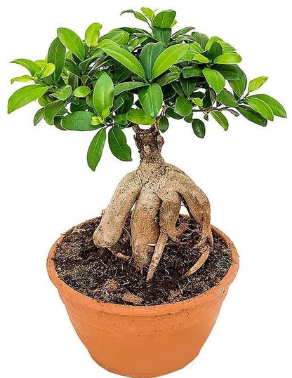 Ficus Ginseng Bonsai Plant