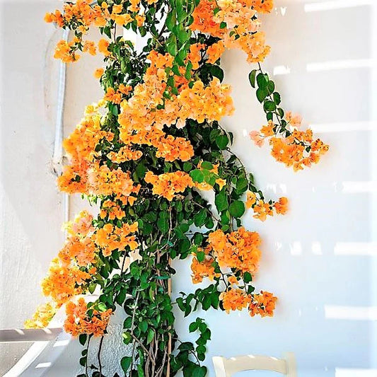 Bougainvillea Gold