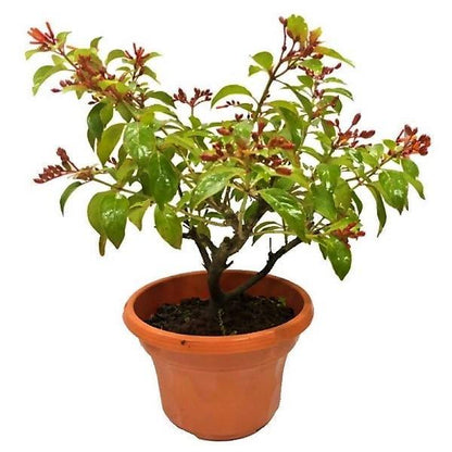 Fire Bush, Hamelia Patens