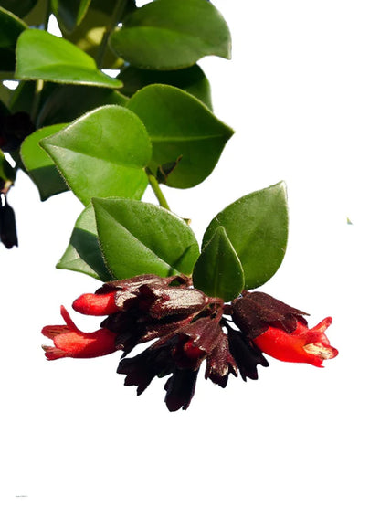 Mona Lisa Plant - Aeschynanthus - Lipstick